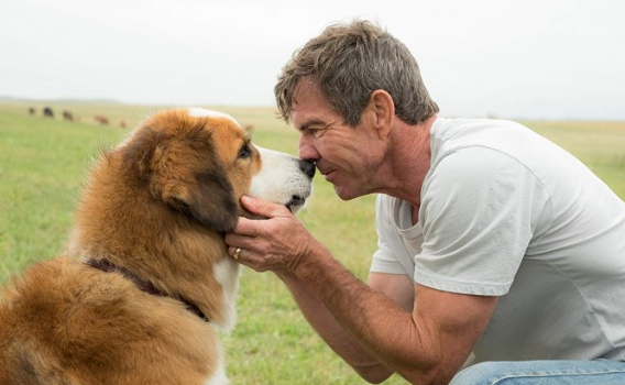 Quatro Vidas de Um Cachorro