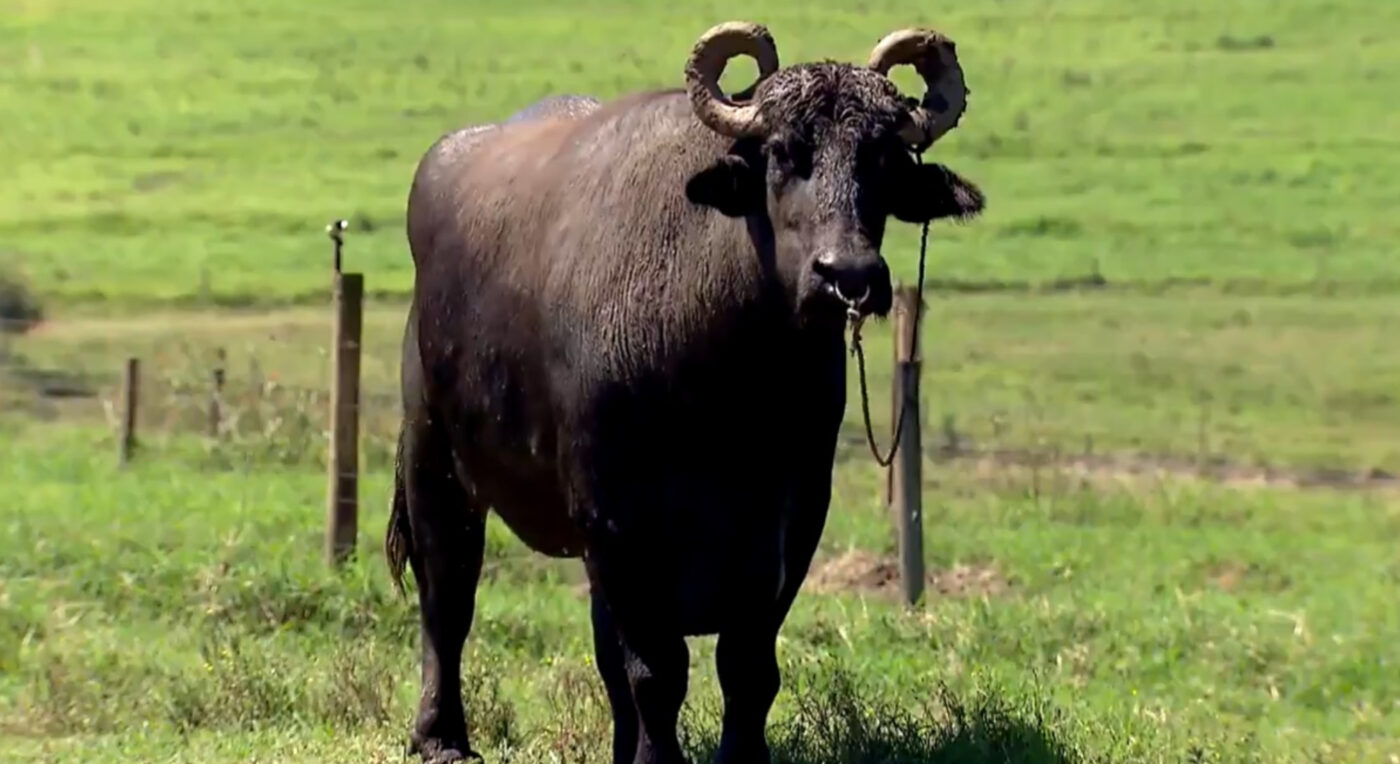 Globo Rural criação de búfalos